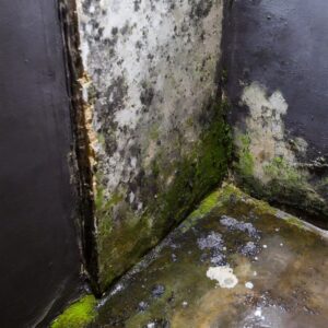 A damp, dark corner with visible mold growth